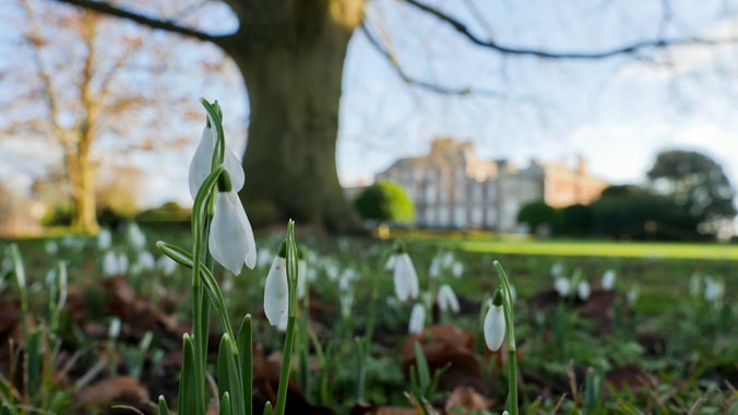 White, bell shaped snowdrops are to peeking out of the ground in Lyme, Cheshire